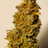 Tokes247