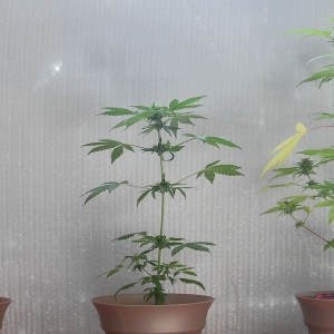 Sativa-Dominant "autofem" Window Growing