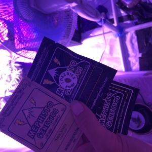 Newbie 2nd grow