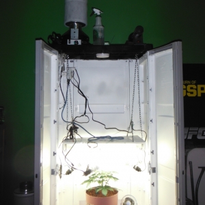 Dinafem White Widow Auto