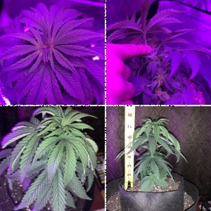 First grow