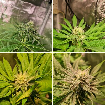 Sweet mandarin zkittles