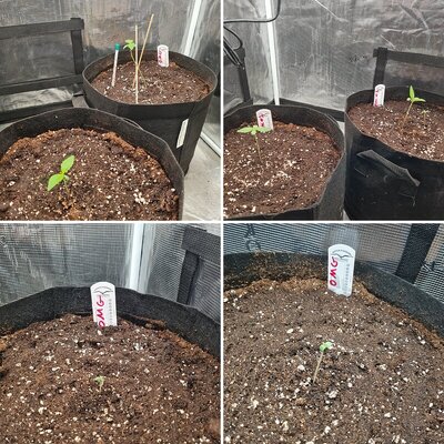 Auto mac#1 & Auto Oh my gushers