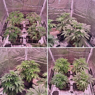 Slush mint cake & Jealousy