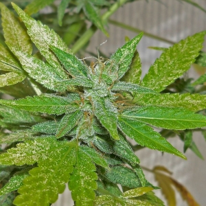 AM2 with Spider Mites