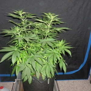Day 40 Sweet Cheese