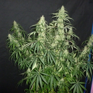 Day 91 Super Silver Haze