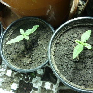 Black Dragon Seedlings
