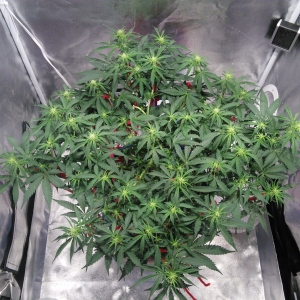Auto Super Skunk