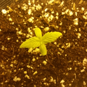 Chip Day 9