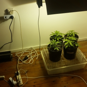 Set Up 4 Jul