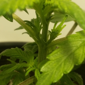Chip Pistils 4 Jul