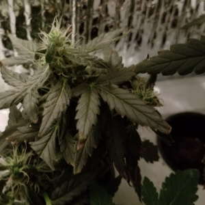 Rhino Ryder 7 Weeks