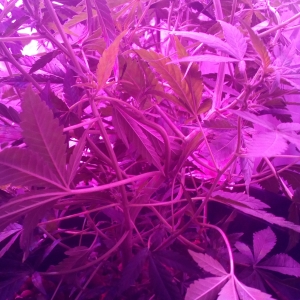 Tangie`matic mess