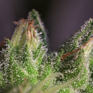SnowqueenZenseeds77