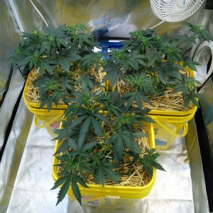 Media 'Day 24 AvT Special Pheno' in category 'Photos'