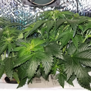 Micro Grow 150 w LED