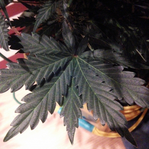 AvT slight mutation