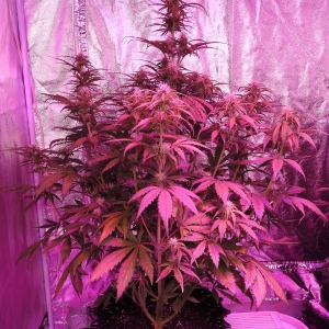 BlueTooF.02