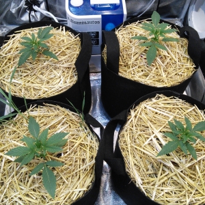 Double Grape DAY 13 & 14