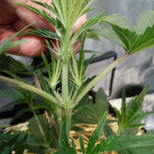 Double Grape DAY 21