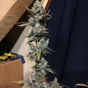 Forum stomper cola