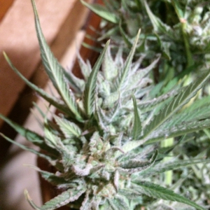 Sns more frosty bud