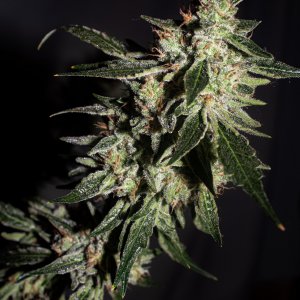 Mephisto's CosmiC Queen (side cola)