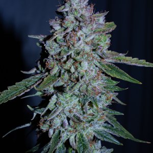 Mephisto Cosmic Queen (main cola)