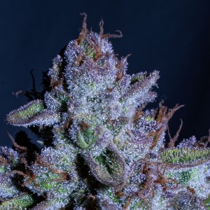 Mephisto Cosmic Queen (main cola closeup)