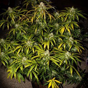 Mephisto Beary White x Man Bear Full Plant 2