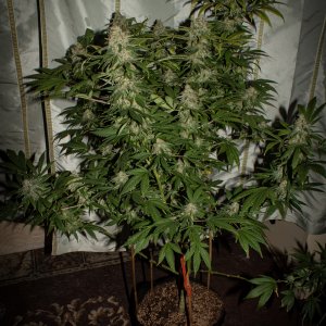 Man Bear Alien Pig full plant shot