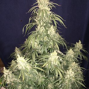 Toof Decay 83 days whole plant II