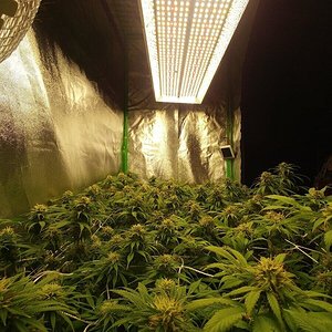 Mars Hydro TSL2000 grow feedback