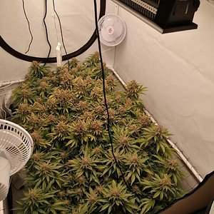 Mars Hydro SP250 grow