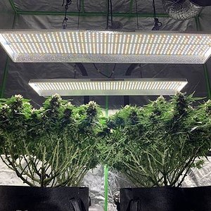 Media 'TSL2000(2).jpg' in category 'Lighting Companies'