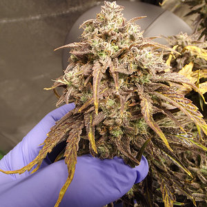Media 'Chunky' in category 'Mephisto Genetics'