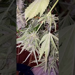 Auto flowers regular non-feminized golden key