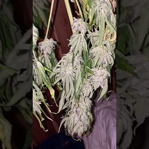 Just a better video of auto flower drying Regular non-feminized are golden key