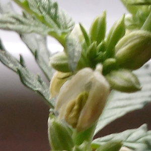 Media 'Male blueberry' in category 'Photos'