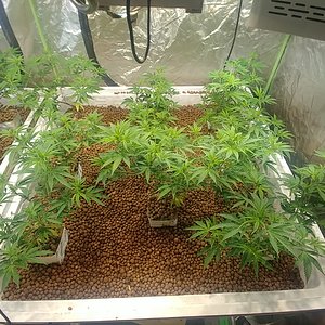Day 8 Flower