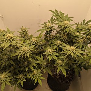 B.O.G. LifeStar - day 36 of flower