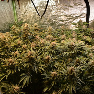 Day 56