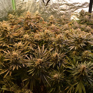 Day 64 Flower