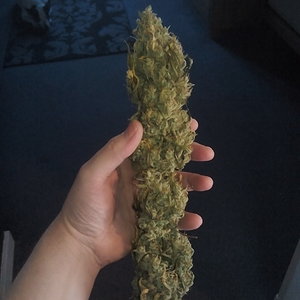 Dry white chem budd