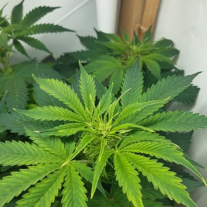 Gelato41 auto