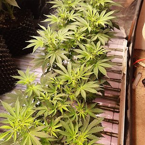 Gelato41 auto
