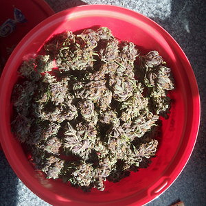 Nuggets