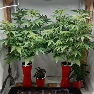 Big bud autos