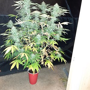 Big bud auto